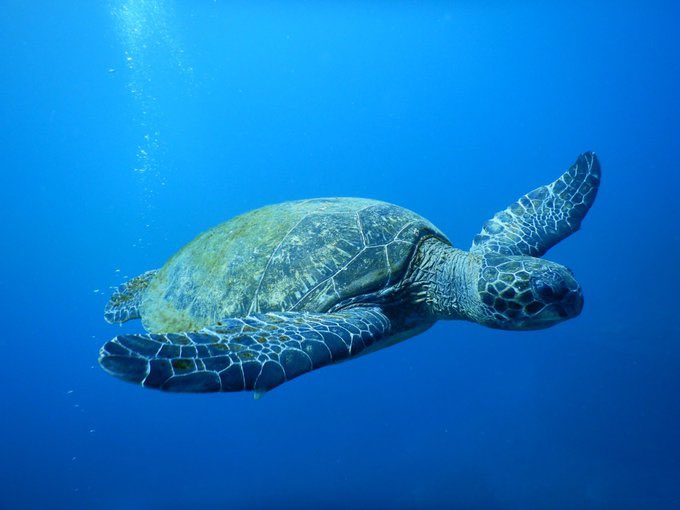 no humans underwater turtle blue theme animal fish animal focus  illustration images