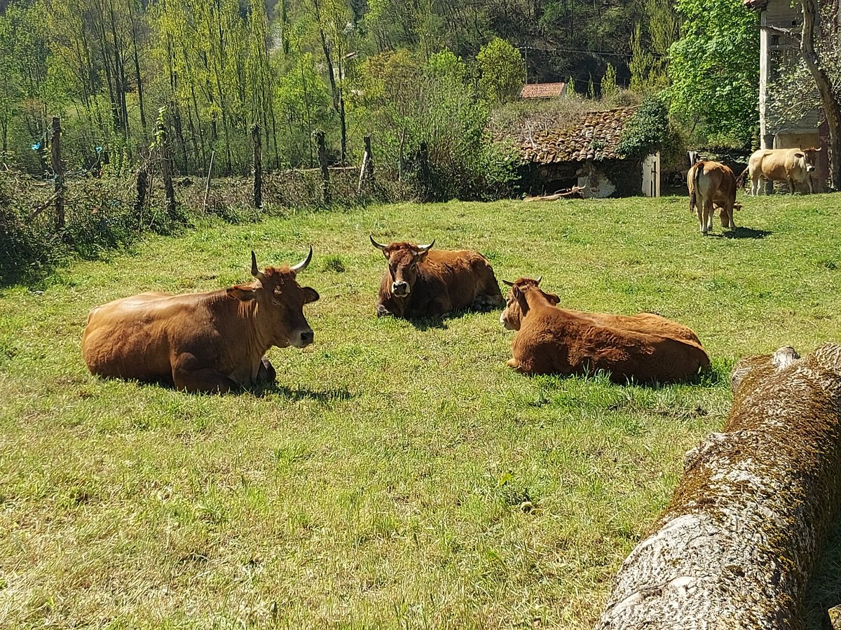 ¡Vaya como disfruta este trío del aire libre y del sol. Y es que para nosotros, los ganaderos de Xata  Roxa, el bienestar animal es un pilar fundamental en el manejo de nuestros animales.
#XataRoxa #TerneraAsturiana #bienestaranimal #100x100nuestro