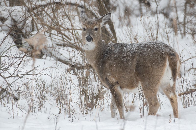 DeerHourly tweet media