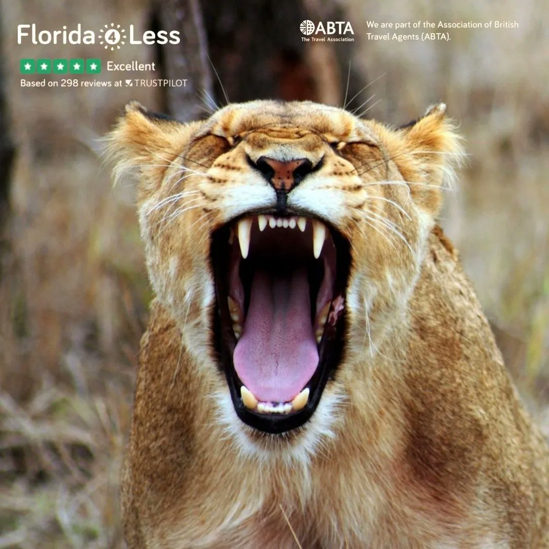 Florida4less tweet picture