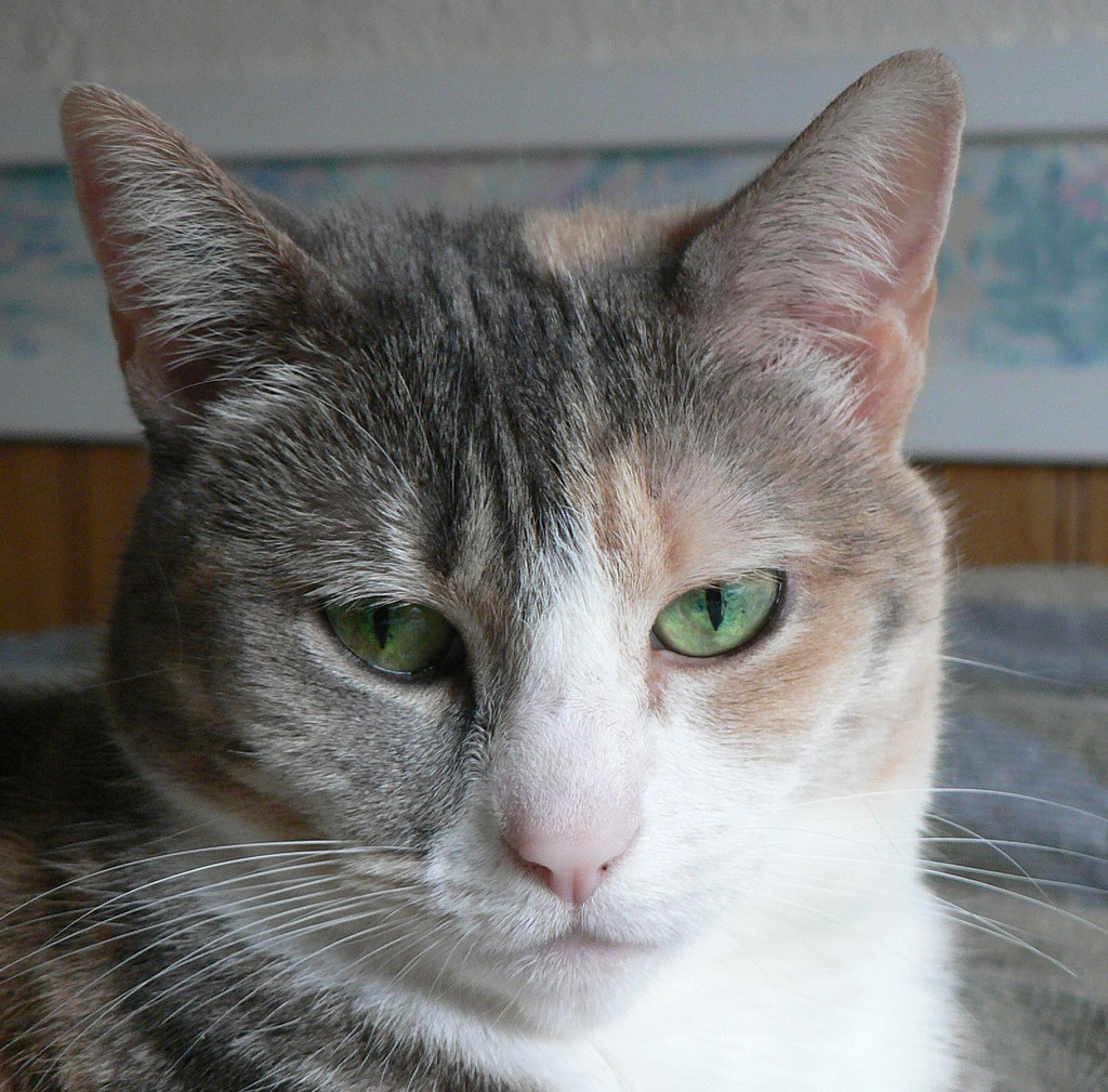 Cat Photo Every Hour (@catphotobot) on Twitter photo 