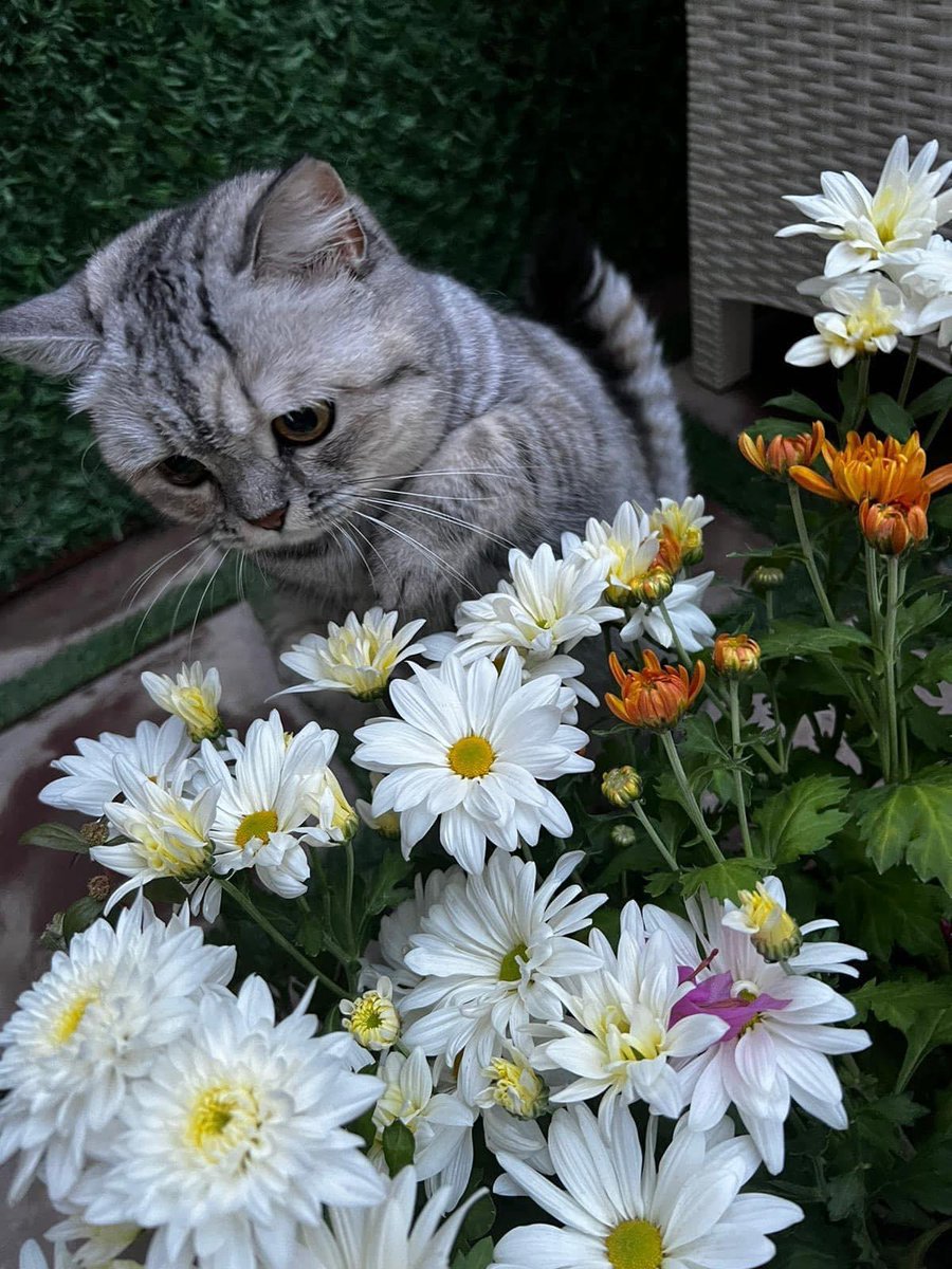 A4rynp's tweet photo. 🐈‍⬛🖤 https://t.co/QpyADGSK0E