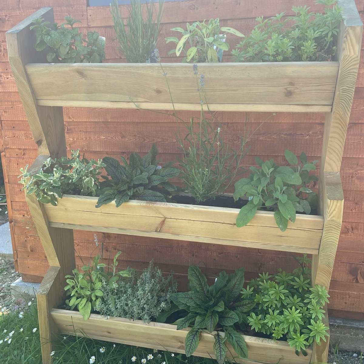 PrimaryBeaumont's tweet photo. Our wonderful Covid Memorial Garden has burst into life in the sunshine! ☀️Have a look at the beautiful blooms we are all enjoying 🌸🌼 Mrs O and Mrs P have even got a posy of homegrown sweet peas brightening up the office! https://t.co/ifII1LqpaS