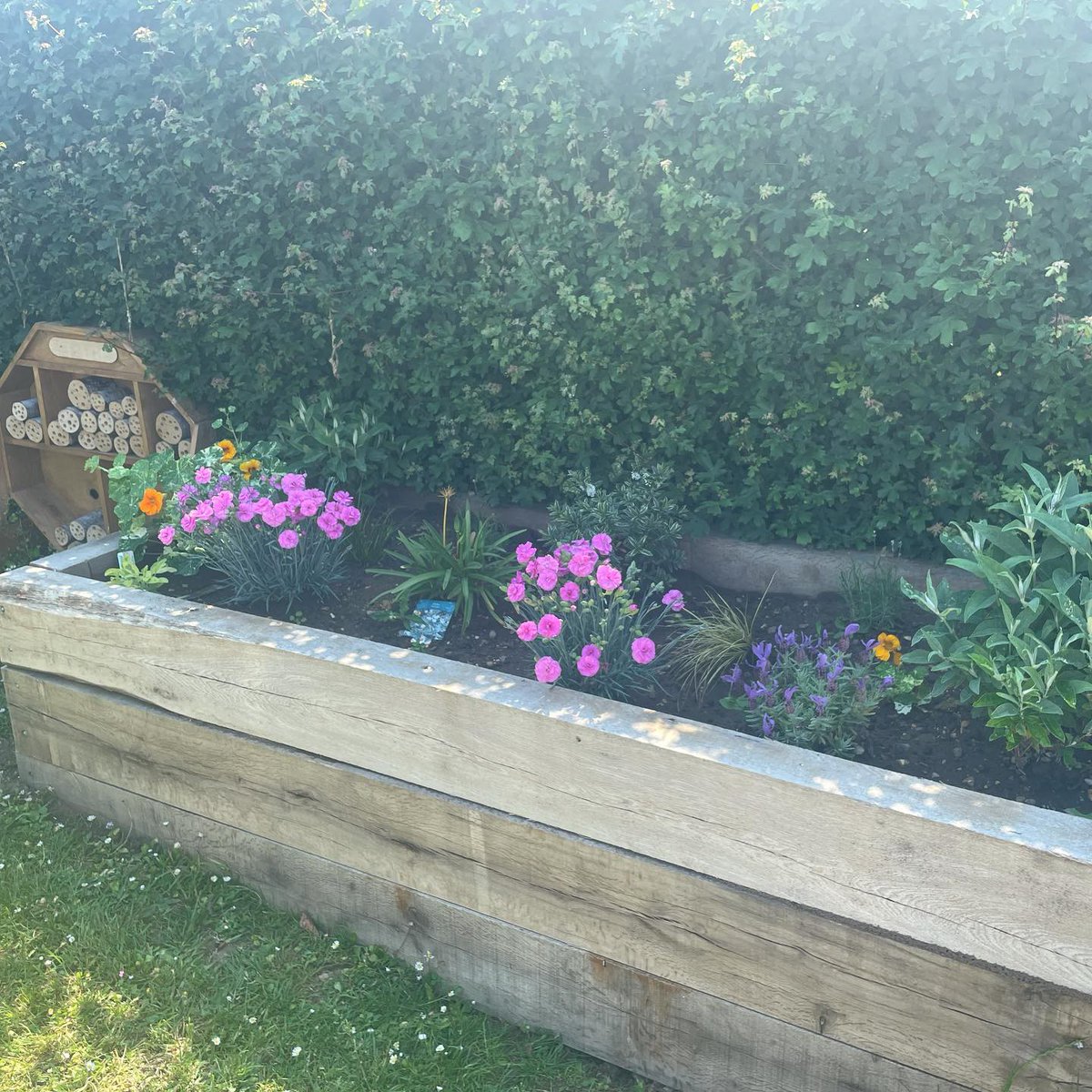 PrimaryBeaumont's tweet photo. Our wonderful Covid Memorial Garden has burst into life in the sunshine! ☀️Have a look at the beautiful blooms we are all enjoying 🌸🌼 Mrs O and Mrs P have even got a posy of homegrown sweet peas brightening up the office! https://t.co/ifII1LqpaS