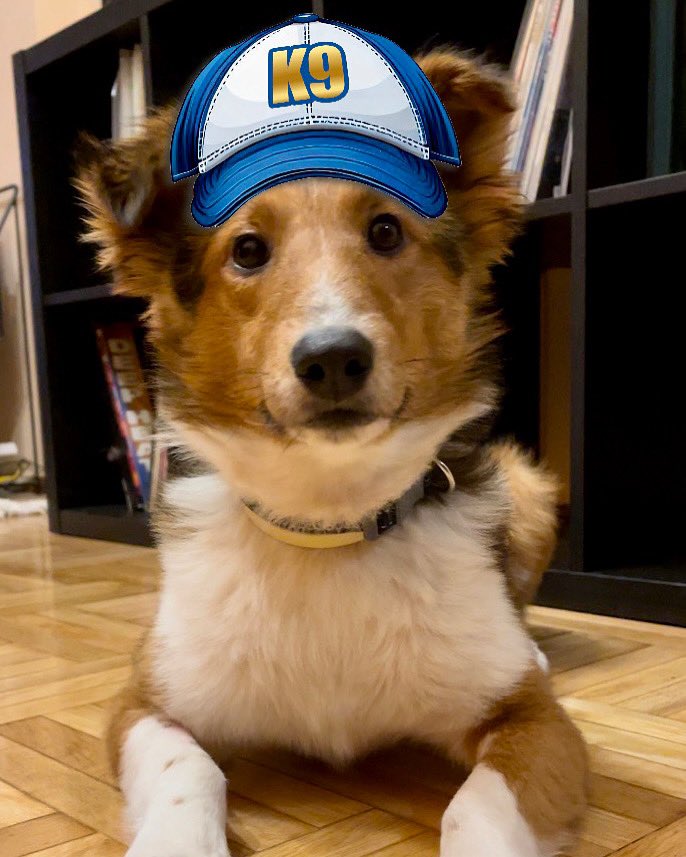 yourdog_gr's tweet photo. Ο Perry ξεκίνησε μαθήματα  γιατί είναι αρκετά απαιτητικός τύπος και  τους ξεσηκώνει όλους με το γαύγισμα του μέχρι να πάρει αυτό που θέλει  🧢🐾

#newdogschool #newstart #bringyourhat #studentoftheday #hatsonbrainson #trainingdogs #teachingpeople #changinglives #yourdog https://t.co/aATwwETaBl