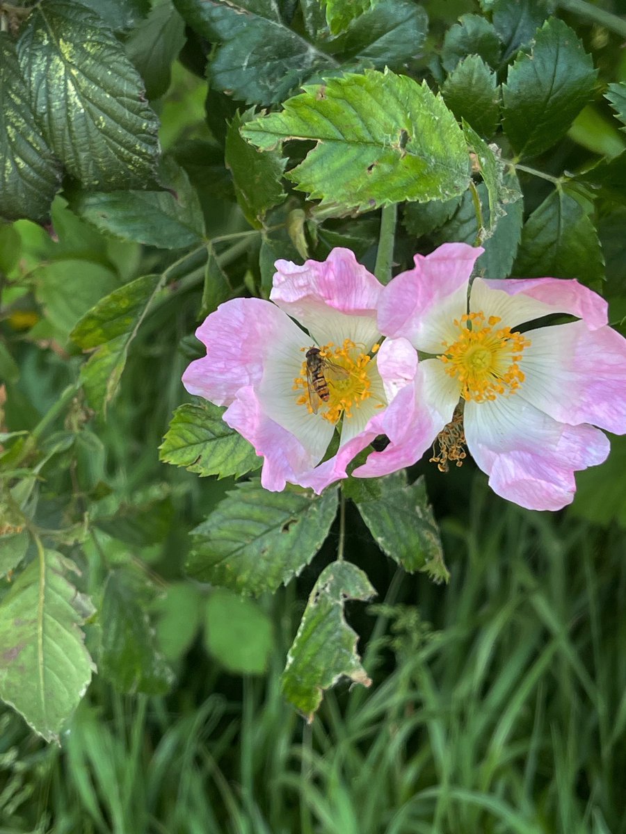 Dog-rose and nectar collecting Hoverfly 🩷 #WildWebsWednesday #wildlife 🐝 #wildflowers