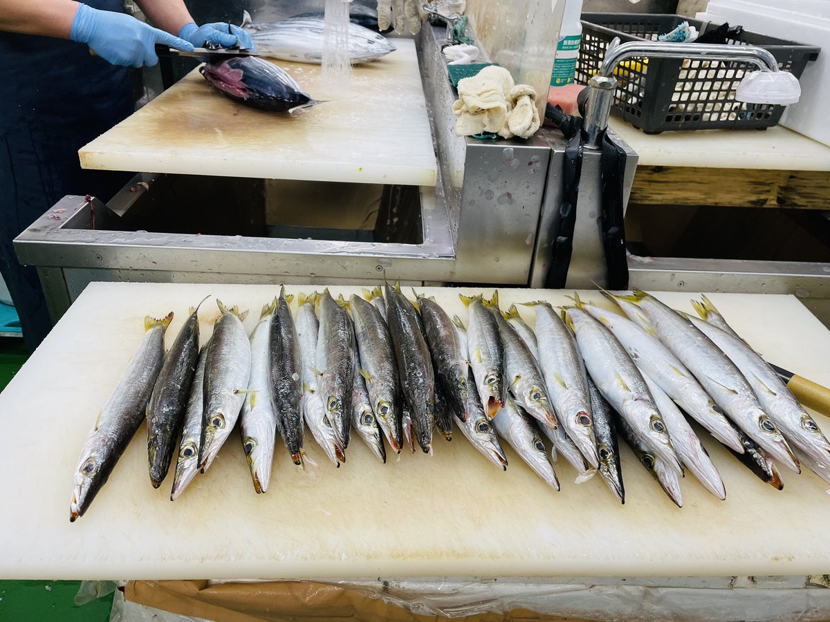 魚屋さんで修行中！

カマス 27匹
背開きと4匹はフライ用に！
左に社長さん、右には他のスタッフ
両方見れる特等席でいつも捌いてます😊
環境良すぎる職場✨