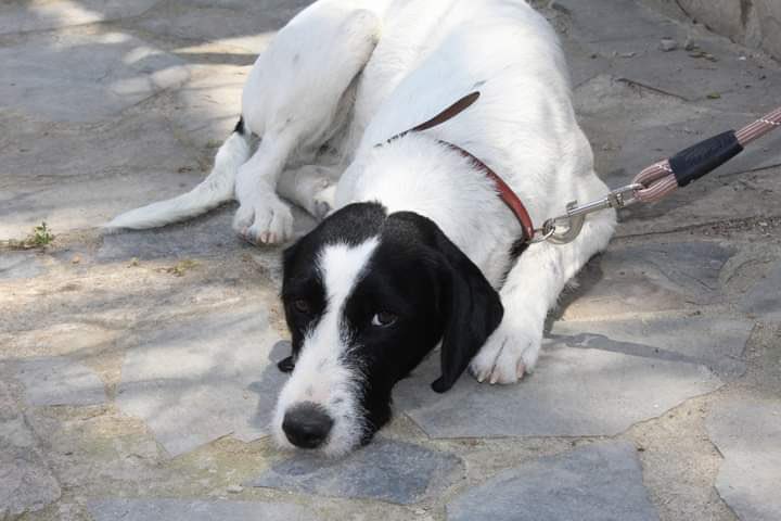 andreamoronn's tweet photo. Me alegra muchísimo que cuando un perrito de una persona se pierde tenga mucha difusión, pero cuando un perrito de una protectora se pierde apenas tienen difusión, estas son flora y cloe, perdidas el 24 enero de 2022, hace un año y medio. En Jerez de la Frontera, Cádiz. https://t.co/OMfDDWckpp
