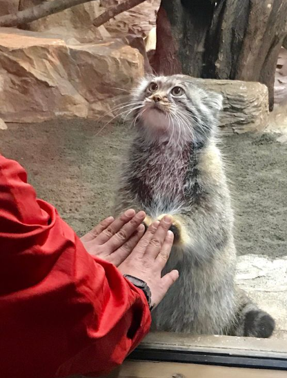 Touch the paws to summon a manul pet