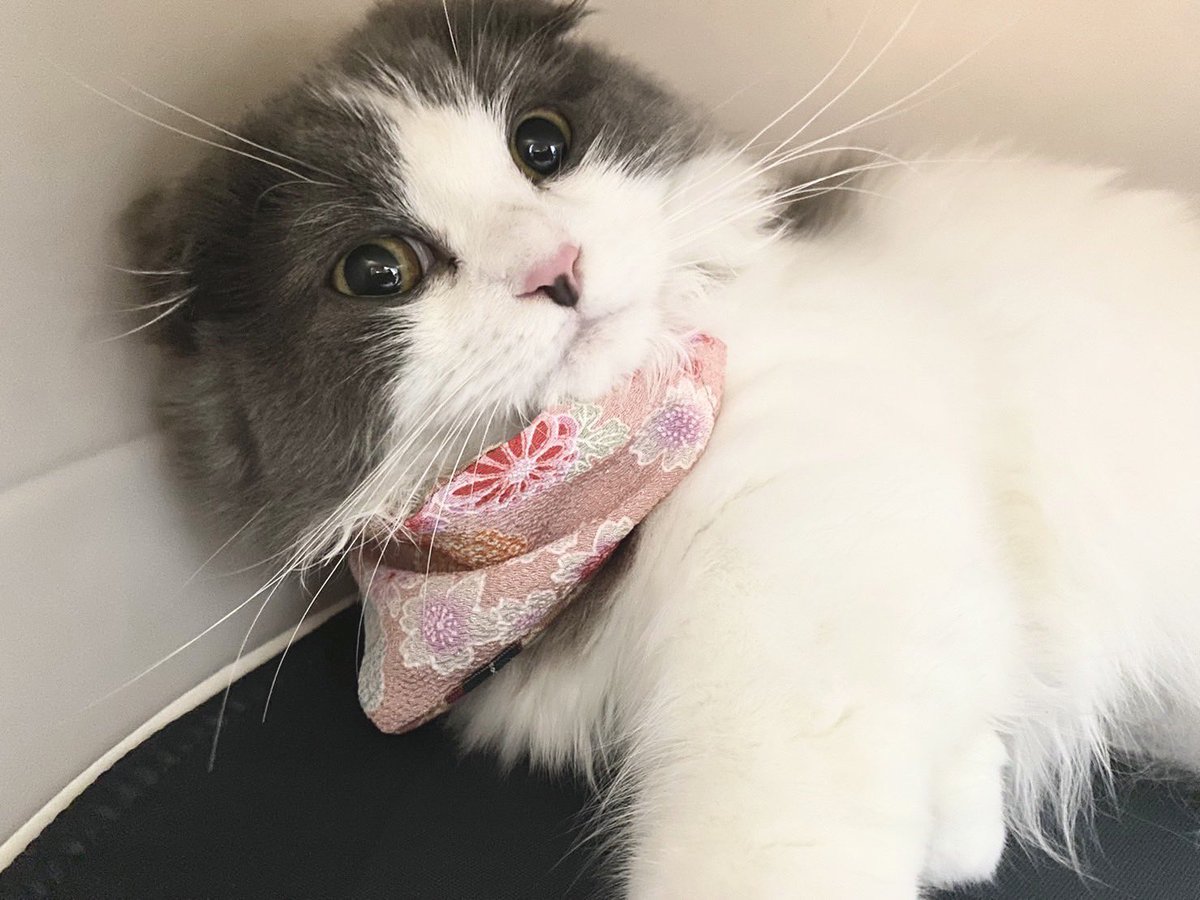 hachiware_469's tweet photo. バンダナデビュー✨
可愛く撮れたよ💕
#llpaws #猫 #cat #고양이 #喵星人 #gato #chat #katze #kedi #catstagram #kitty #petstagram
#ilovemycat #meou #ねこすたぐらむ #ふわもこ部 #ねこのいる生活 https://t.co/jI645oFCqK