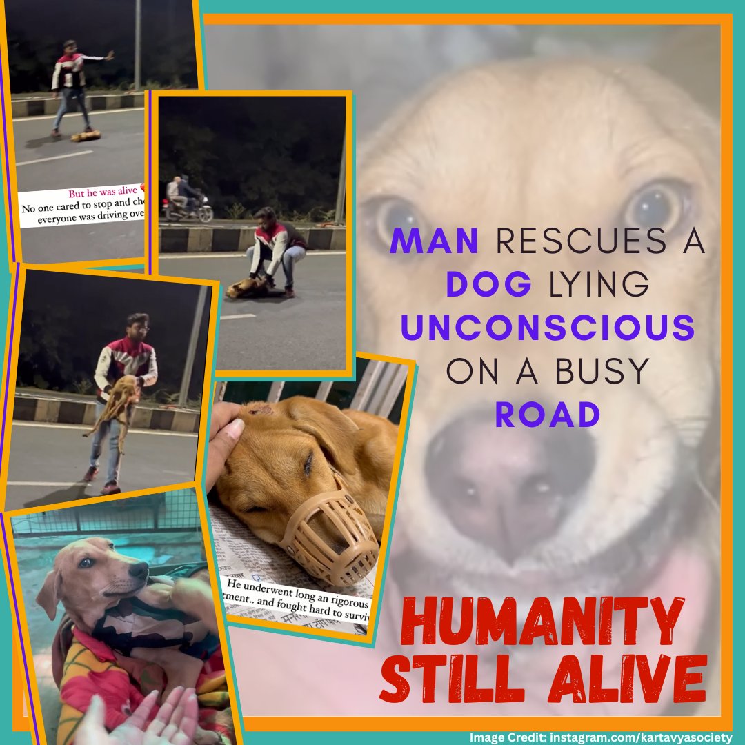 Humanity Still Alive: Man Rescues a Dog Lying Unconscious On a Busy Road 👇

Full Story: dogexpress.in/watch-man-resc…

#Dogexpress #Doglovers #Dogowners #Dogcare #Doglife #Streetdogs #Straydogs #Rescue #Dogrescue