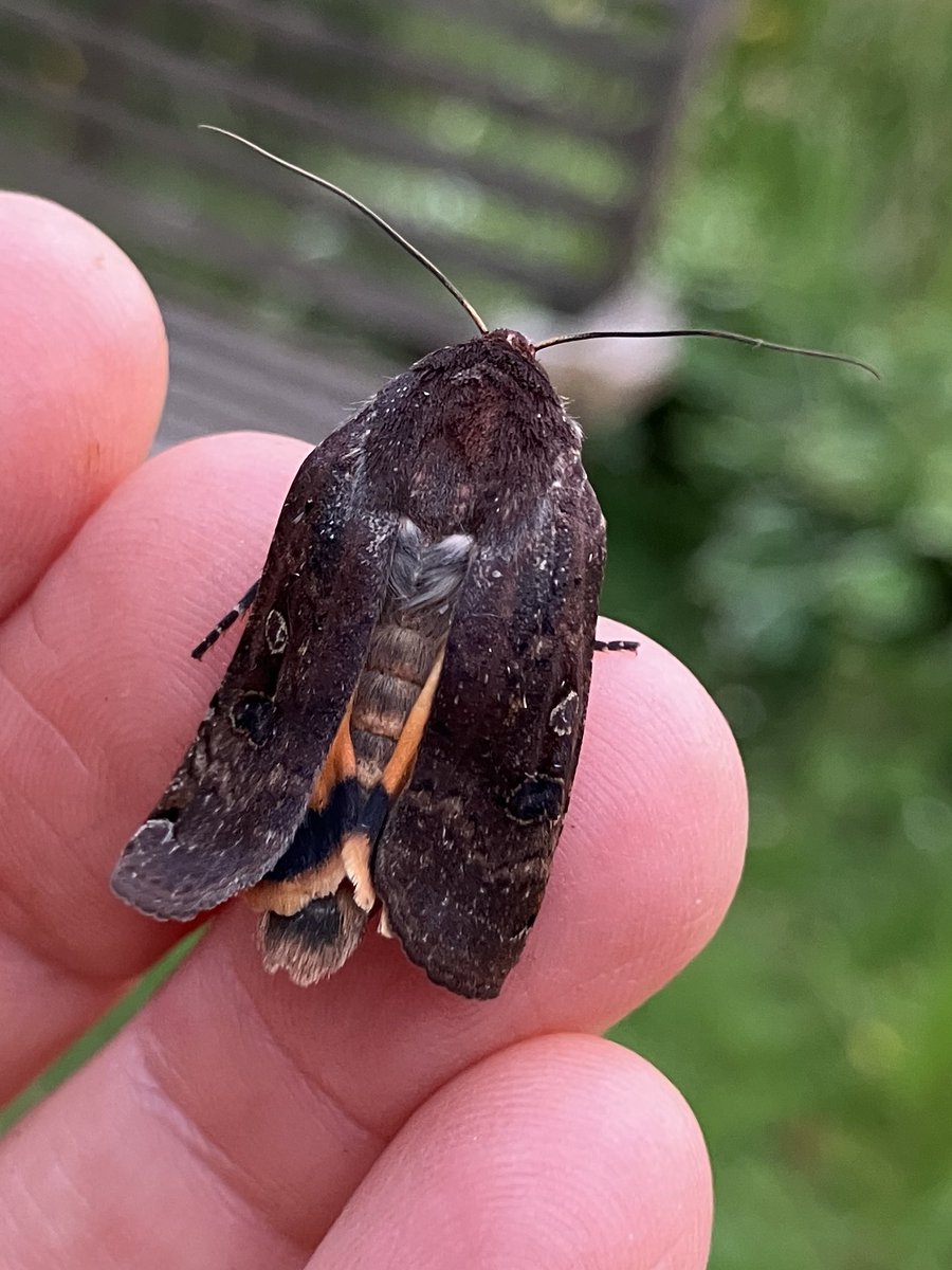 quantocknature's tweet photo. Found this beauty in the garden last night #yellowunderwing @SomersetWT @savebutterflies https://t.co/spd0EiVIFl