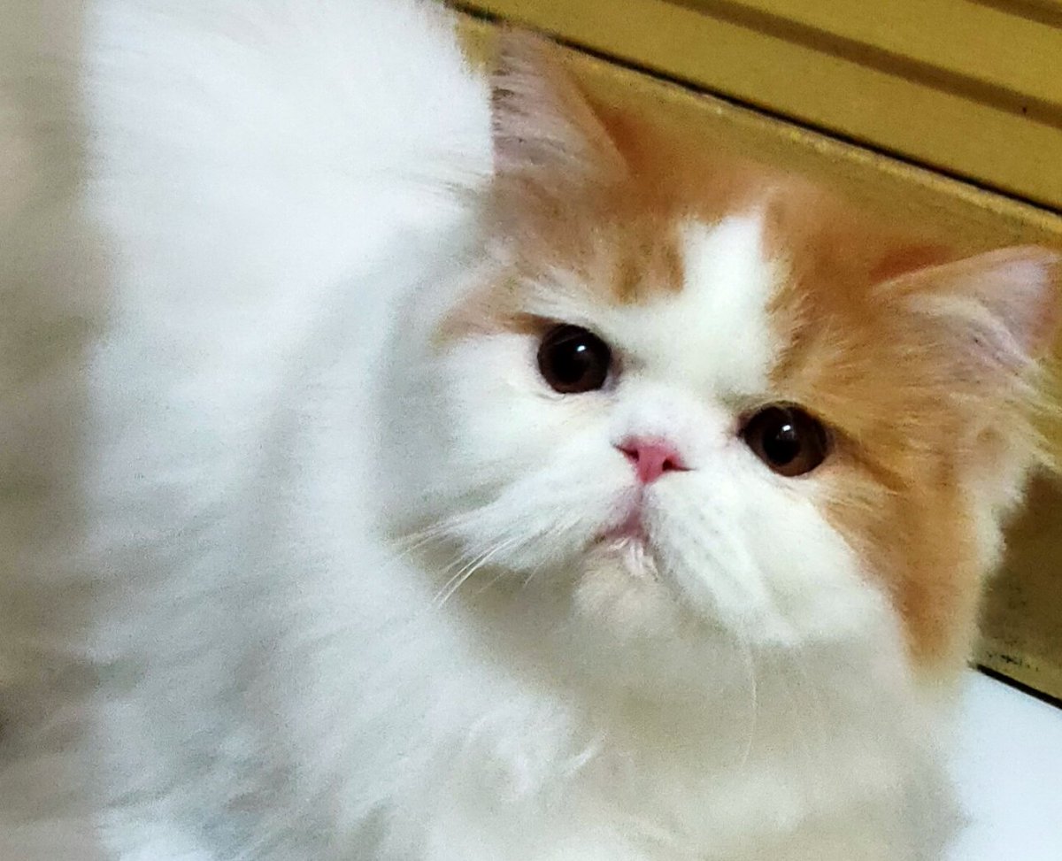 🆓 🇵🇸 MenmAnohana tweet media