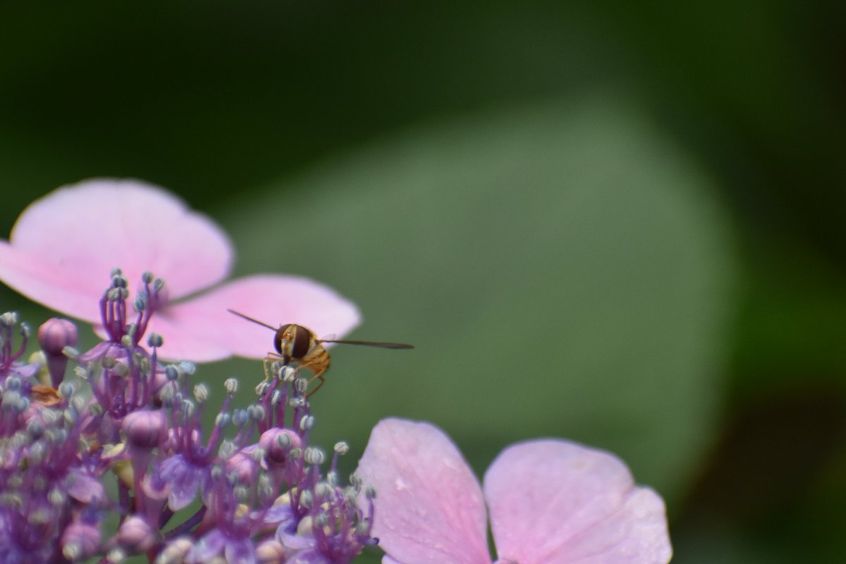 ハナアブかな？　Hoverfly？