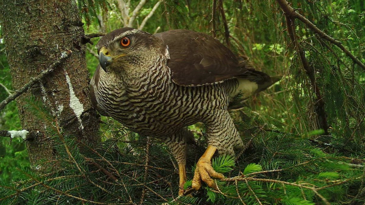 royal_forestry's tweet image. ‘Goshawk as predators of grey squirrels’. Read this featured QJF article by Anna Field on the work of the Gloucestershire Raptor Monitoring Group.ow.ly/1yEz50OMJR6   #squirrelcontrol #treepests  @SquirrelAccord