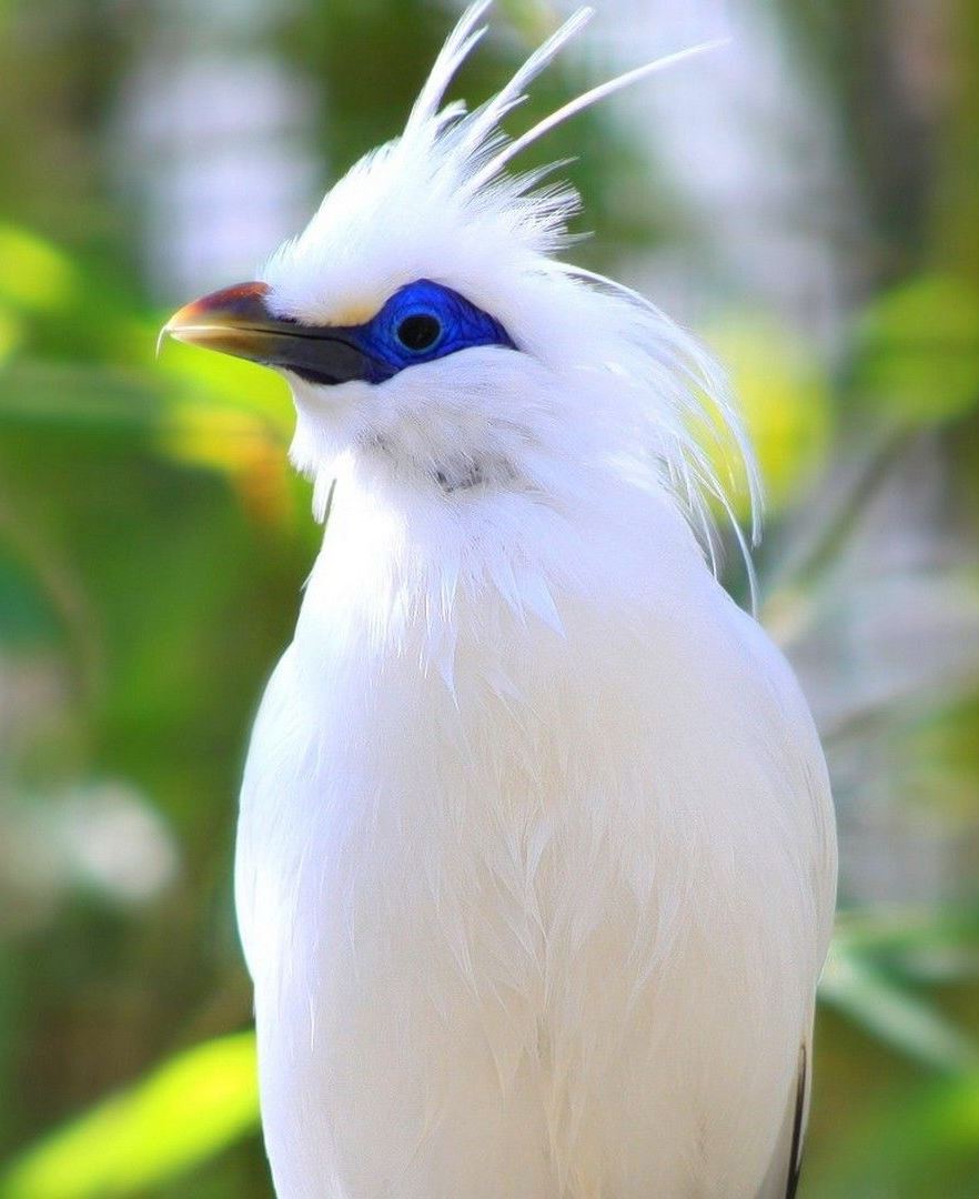 LoveSongs4Peace's tweet photo. The Bali myna (Leucopsar rothschildi), also known as Rothschild's mynah, Bali starling, or Bali mynah is a medium-sized (up to 25 cm (9.8 in) long bird. 
#birdphotography #birdwatching #birding #BirdsOfTwitter #birds 

Wikipedia: https://t.co/jSbCxl2xlN