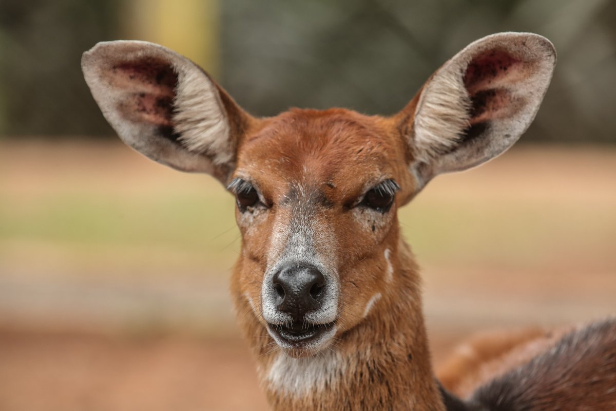 Are you a wildlife enthusiast? How great are your animal identification skills? Do you recognize this animal? 🔍

Let us know in the reply or QRT section for bragging rights!

#WildlifeRescue #AnimalOrphanage #MagicalKenya #TembeaKenya #NaturePhotography