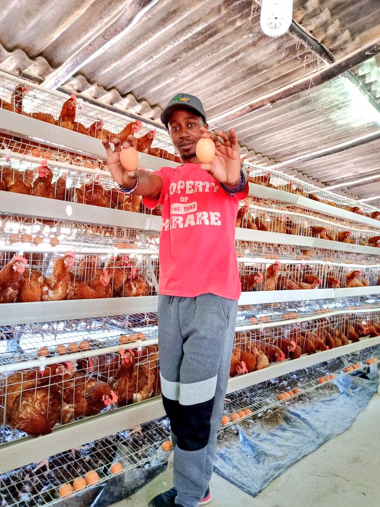 mrLethario's tweet photo. #FarmLife #Going4Growth #EggsCellent #Layers #CabbageMan
Feeding the nation for living ๐ฟ๐ผ๐ฟ๐ผ https://t.co/scOjKVdxIc