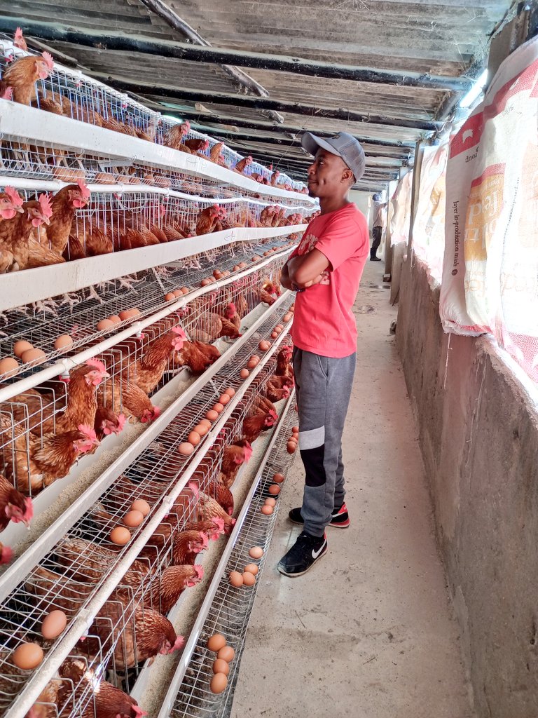 mrLethario's tweet photo. #FarmLife #Going4Growth #EggsCellent #Layers #CabbageMan
Feeding the nation for living ๐ฟ๐ผ๐ฟ๐ผ https://t.co/scOjKVdxIc