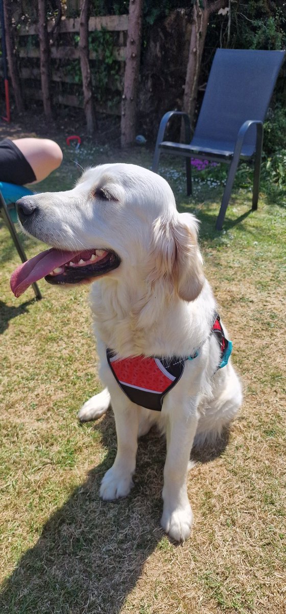 The newest member of our family, Wednesday. 😁
She will be trained as an assistance dog over the next few months. 🐕‍🦺
#GoldenRetriever #DogsOfTwitter #WednesdayAddams #NewbieDogOwner