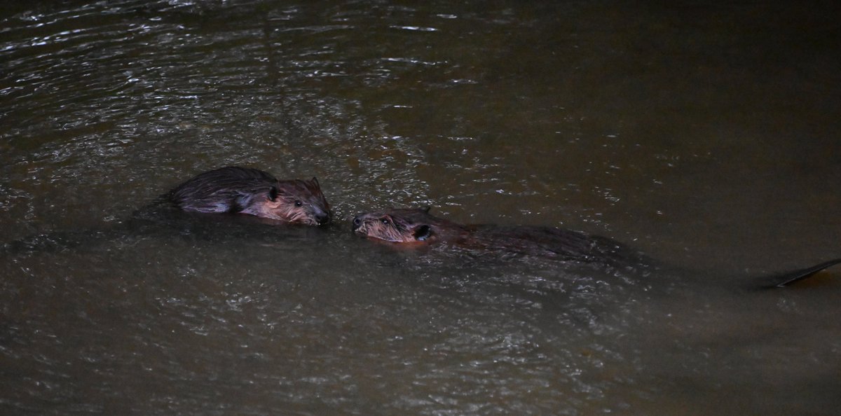 'Hey, Mom, how many days until summer vacation?'

(Seen from the #Kensington Parkway bridge over #RockCreek, around sunrise today.)

#RockCreekPark #beavers #Nikon