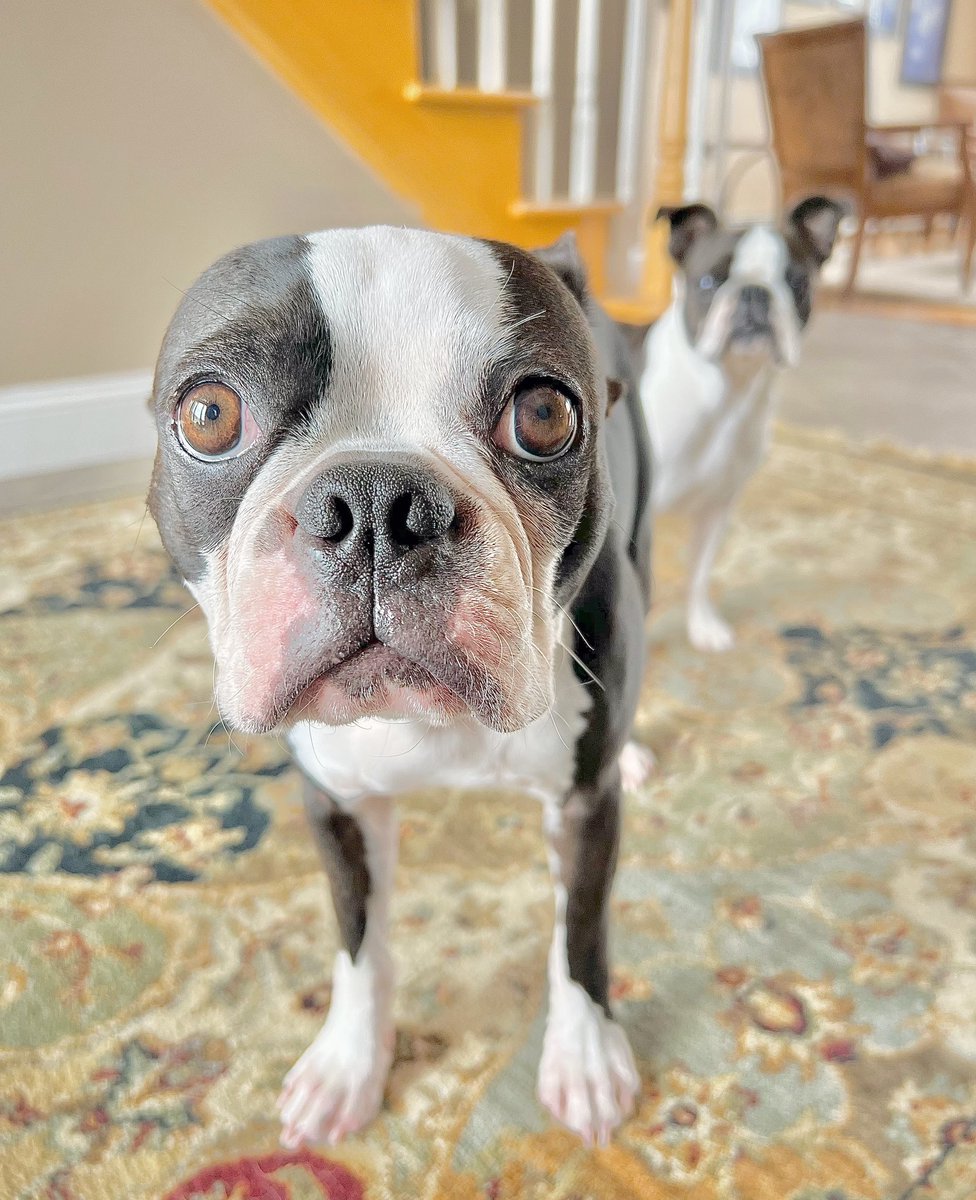 Fine-tuning the art of PuppyDogEyes🥺
#goodmorning #puppydogeyes #doglovers #bostonterrier #dogsoftwitter