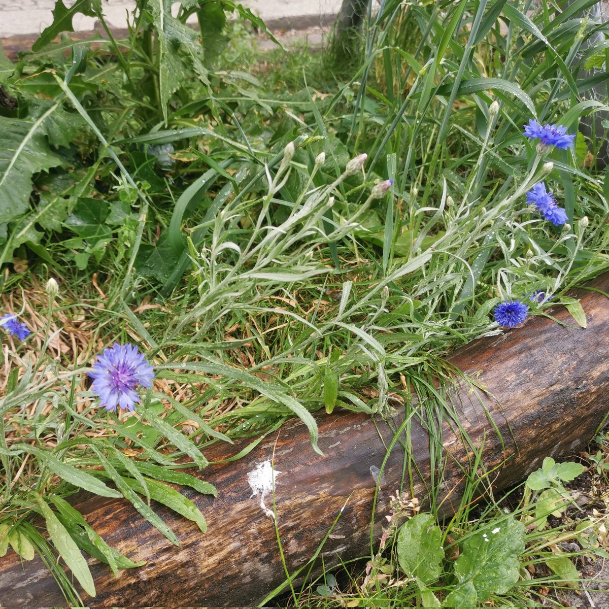 romantikkiez's tweet photo. Heute, Mittwoch, 14. Juni 2023, ab 19:00 Uhr, Treffpunkt #Notbrunnen #Schlegelstrasse, grosse #Baumscheiben 🌳🍀 Gießaktion der @SPD_Rosenthaler im Berliner #romantikkiez 💚
Die "blaue Blume der Romantik" des #Novalis (ein Sproß der von Hardenbergs) blüht jetzt @BBaumscheiben 💦 https://t.co/rAZBo0VuWj