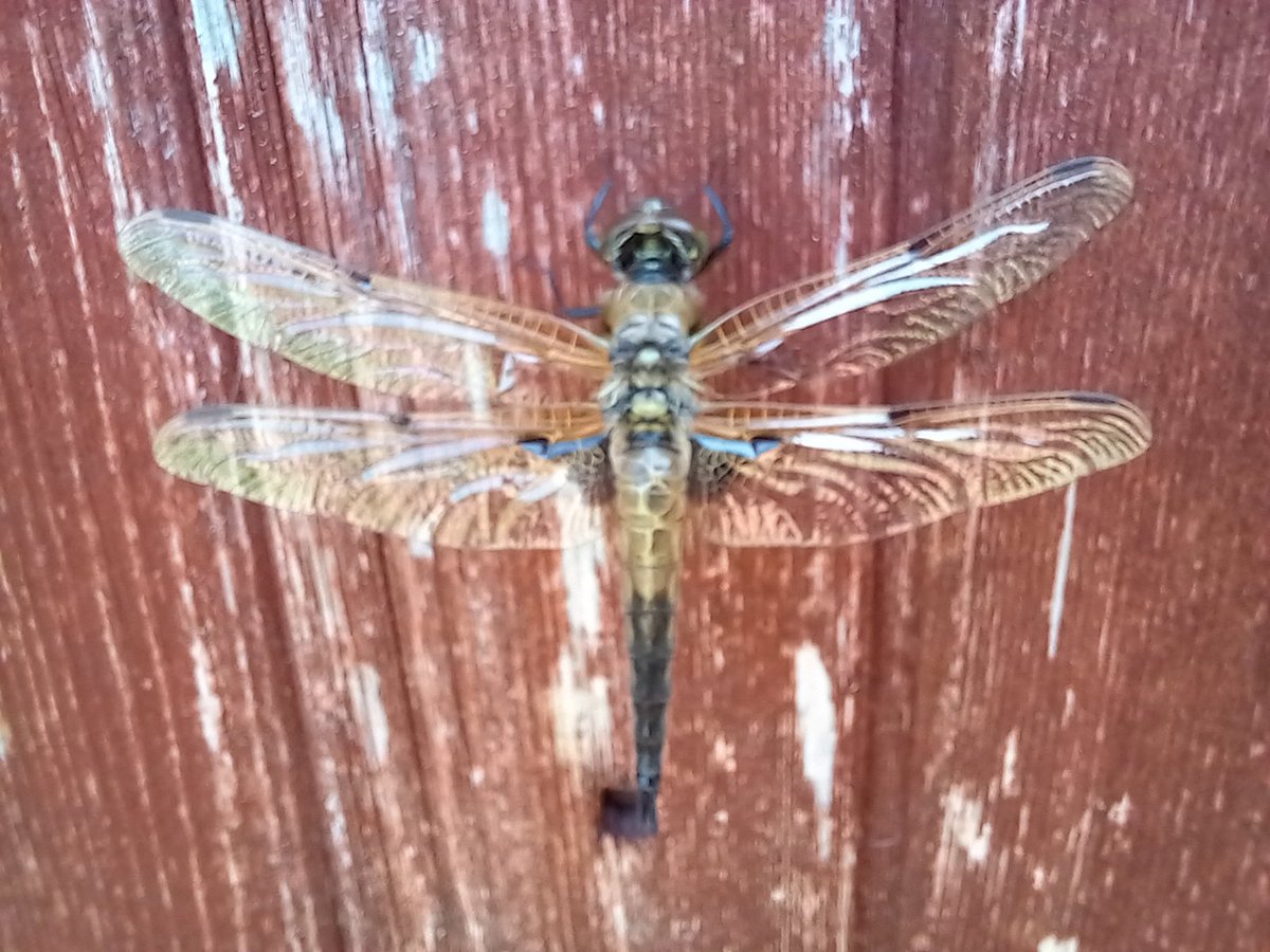 DarrenR25523820's tweet photo. Just letting my wings harden before my first flight. #FourSpottedChaser https://t.co/Qm7PQDy0ly