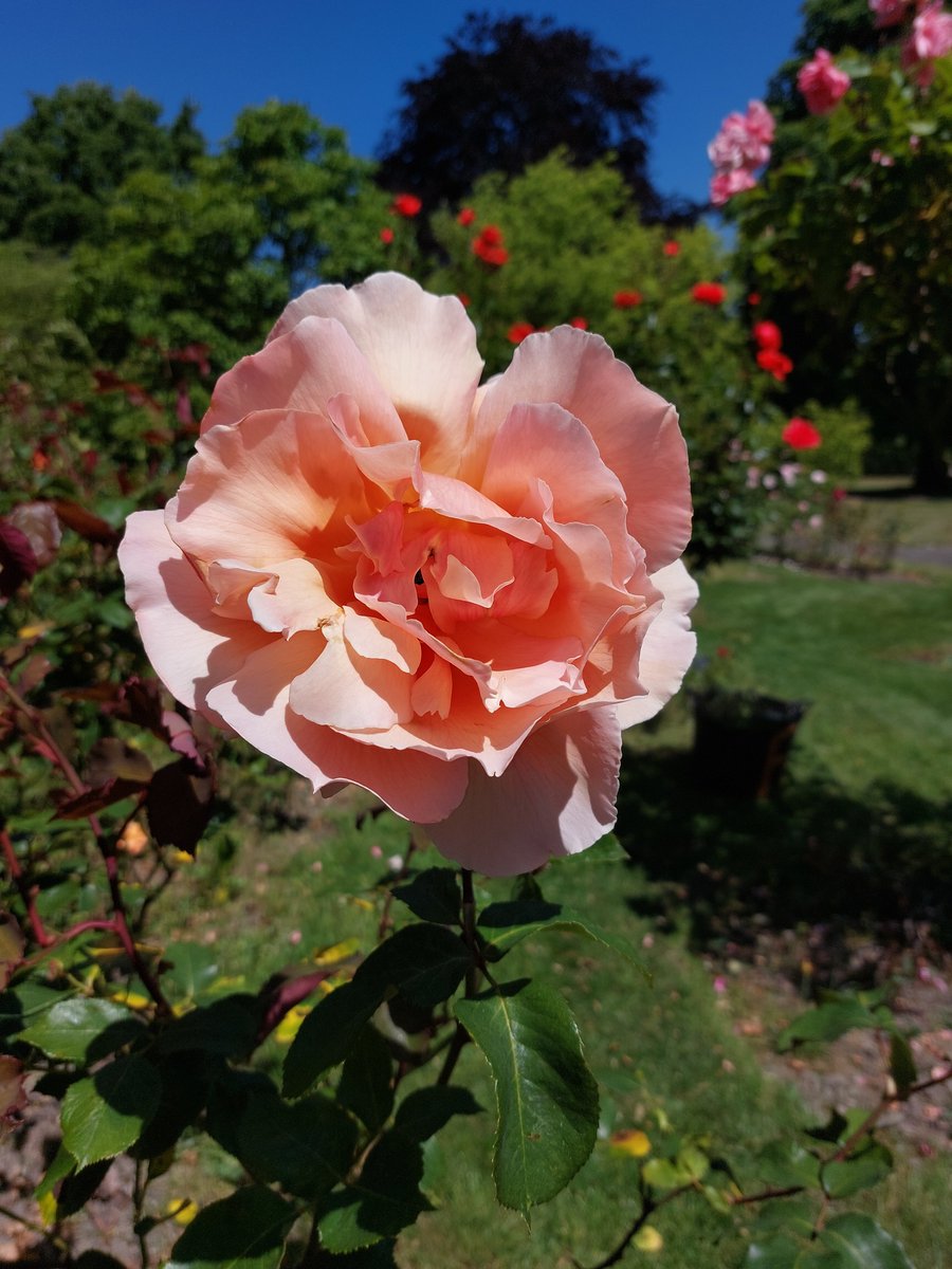 MercuryCards's tweet photo. I believe this beautiful apricot hybrid tea rose is 'Just Joey'. #rose #Sheffield #botanical #garden #volunteer #yorkshireinbloom #pollinators @FOBSheffield @The_RHS https://t.co/OoHEUQbIKV