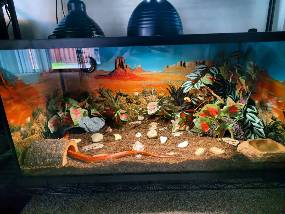 VP_geo_VP's tweet photo. Sooo I did a thing lol #cornsnake #vivariums #snakes https://t.co/pPCASMAtbj