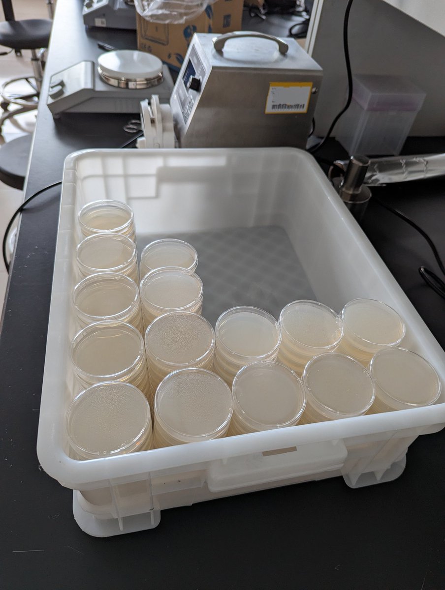 WenSuiLo's tweet photo. Celebrating a remarkable milestone in our brand new lab today! Our talented students have successfully prepared their first NGM plates, under the expert supervision of ZH.  #LabLaunch 🔬🧫 https://t.co/vKlGTUIxTH