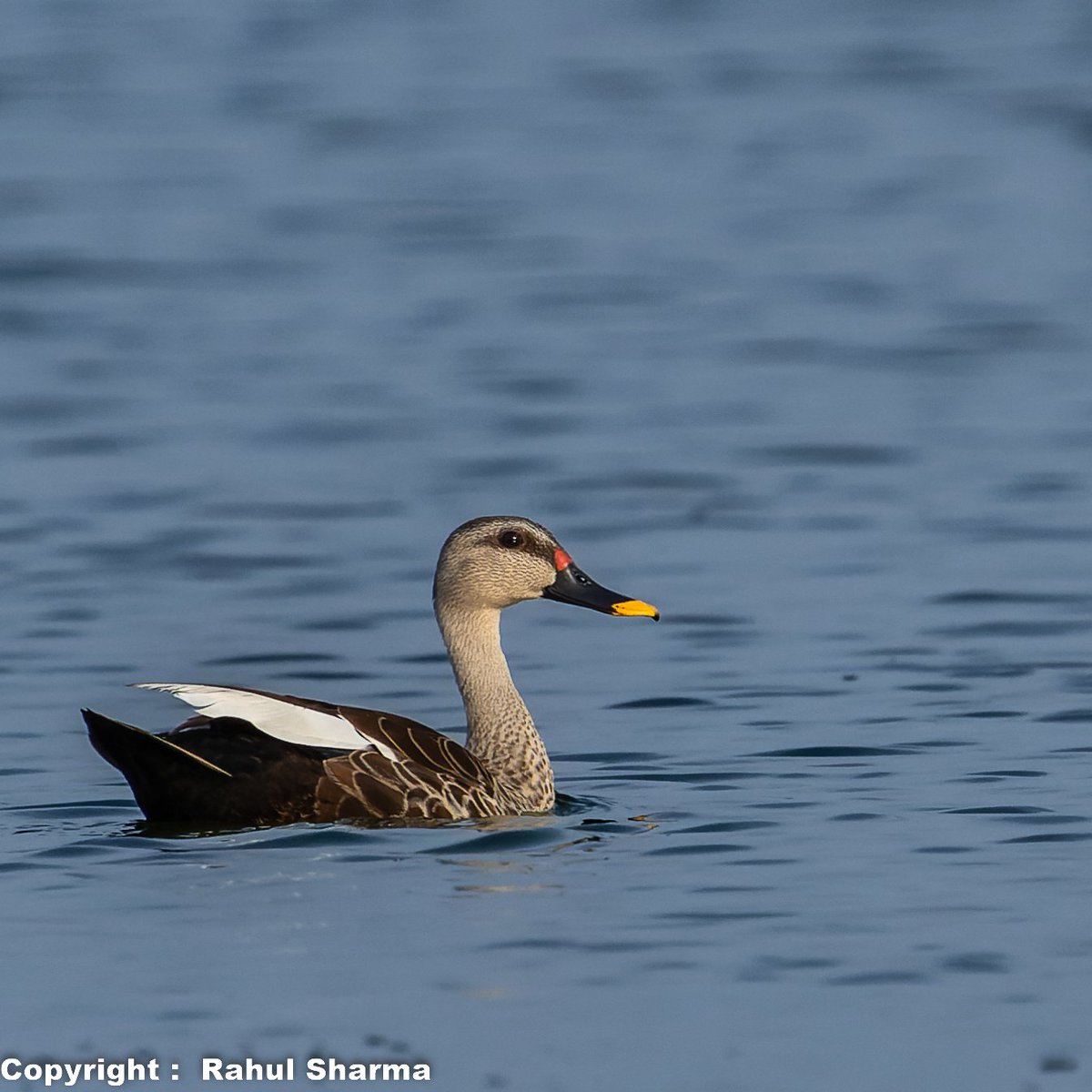 Have a beautiful day 💛💕
Indian Spot Billed Duck 
#ThePhotoHour #ThePhotoMode #BBCWildlifePOTD #IncredibleIndia #India @Canon_India #natgeoindia #natgeoyourshot #yourshotphotographer 
@Canon #bbc #nature @Nature