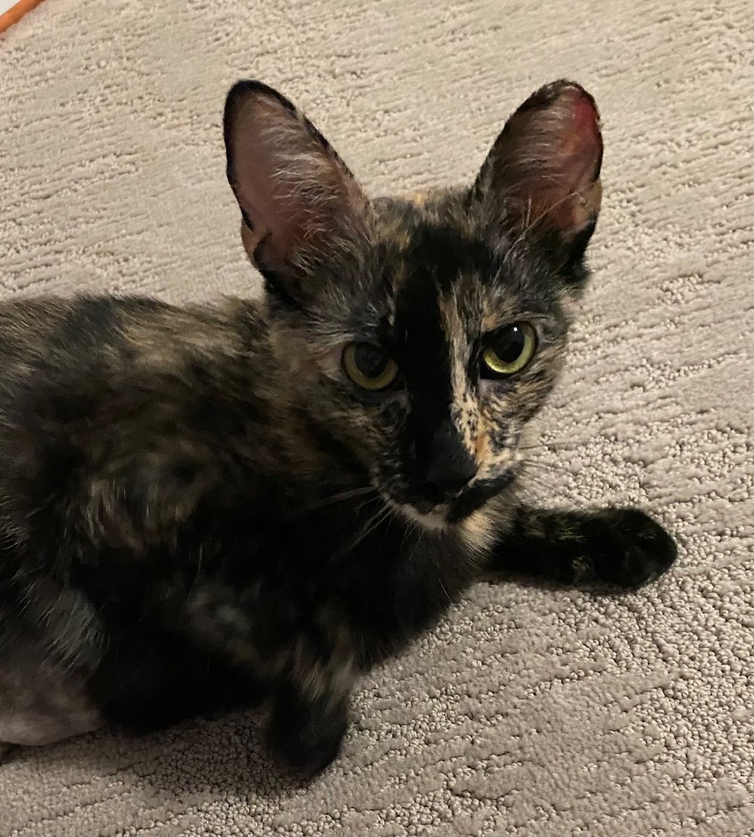 TpawsNoKill's tweet photo. Kittens, Kittens, and More Kittens! Check out this week's Mewsings for important updates and a cute video. - https://t.co/qzfgCiCB41 https://t.co/R06Y08lyTg