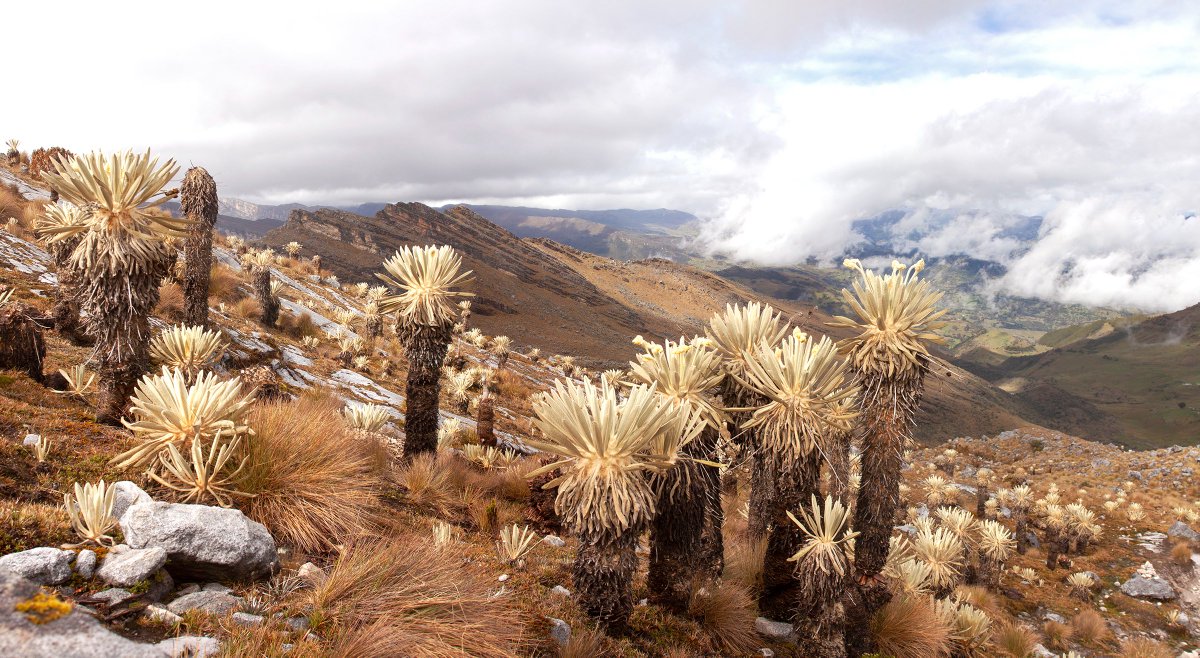 High above the fray, frailejones chase retreating glaciers upslope in the Colombian Andes. Wrapping up fieldwork w/ @DartmouthEars, @MedellinUNAL & @sgcol in this unique ecosystem, using glacial geochronology to reconstruct ~120,000 yrs of tropical climate change. More to come!