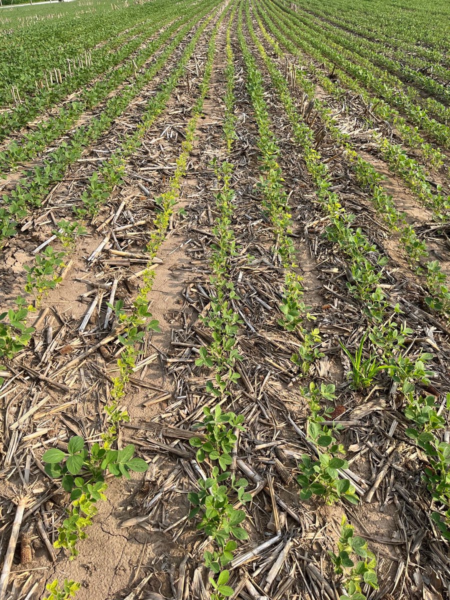 Mizzou Weed Science tweet media