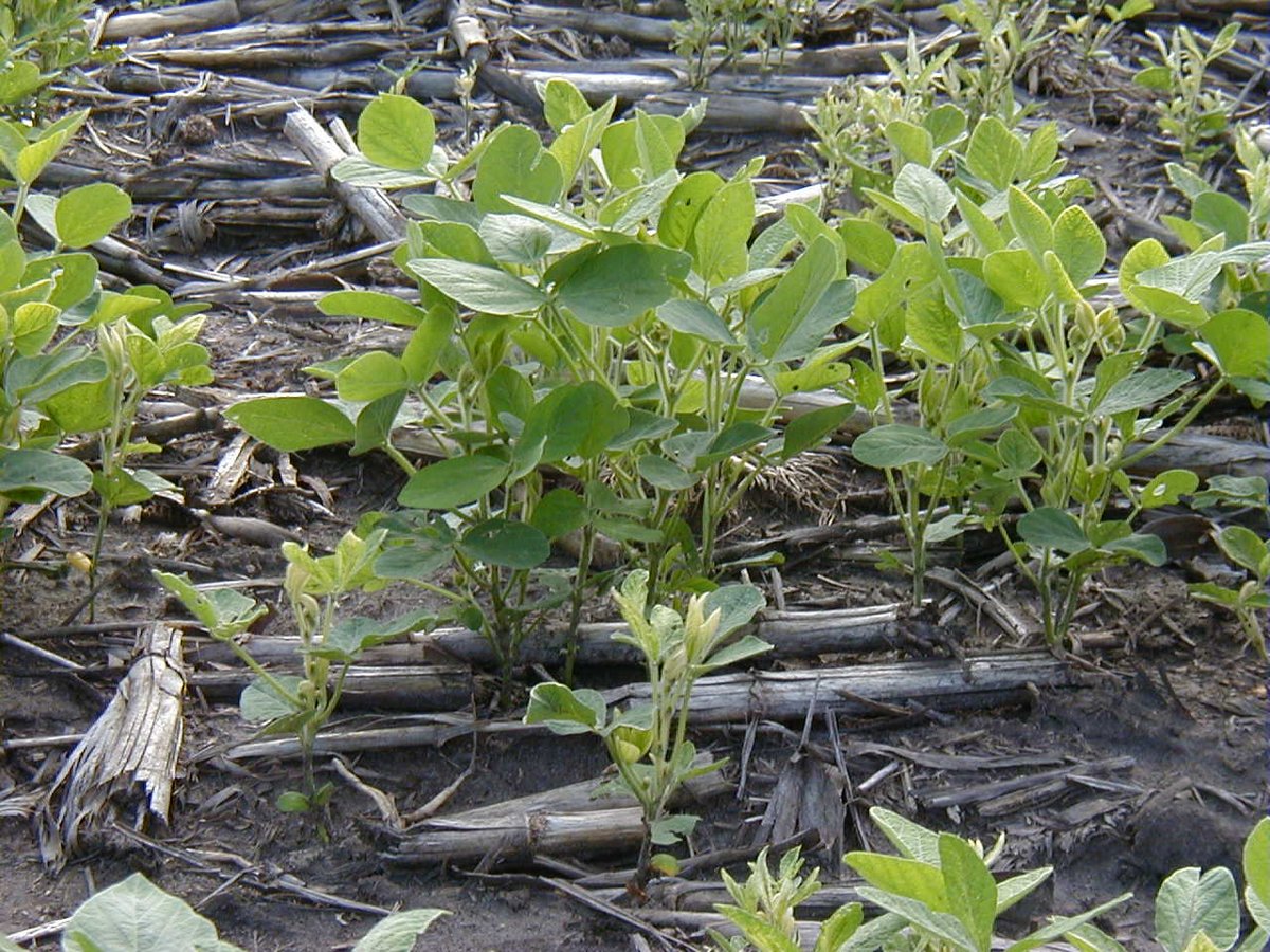 Mizzou Weed Science tweet media