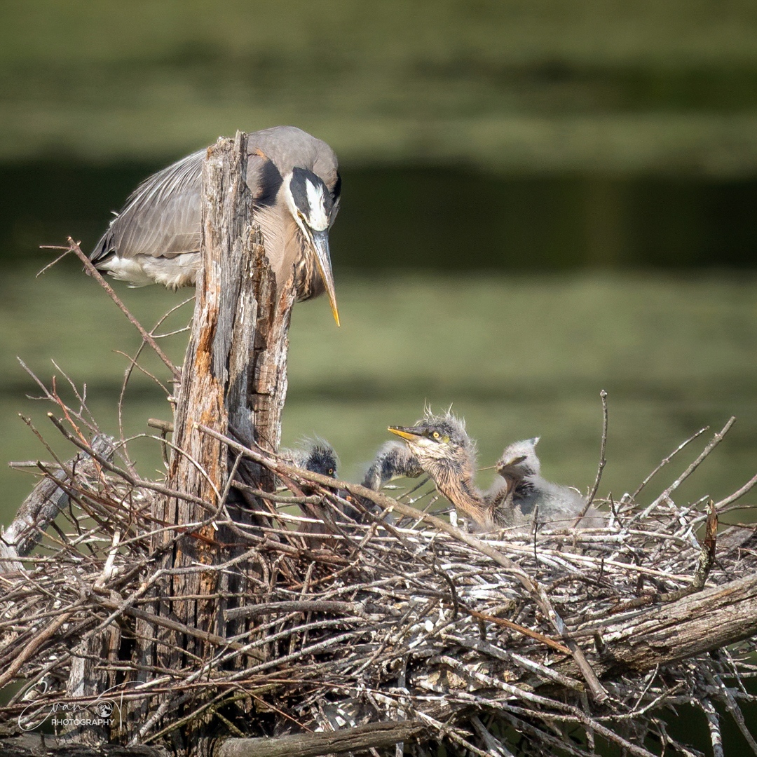 A great blue heron feeds two baby chicks, in the middle of a pond in Massachusetts.

#greatblueheron #blueheron #birds #nature #heron #bird #naturephotography #birdphotography #wildlife #wildlifephotography #birdwatching #birding #herons #animals #babyanimals #cuteanimals #cute