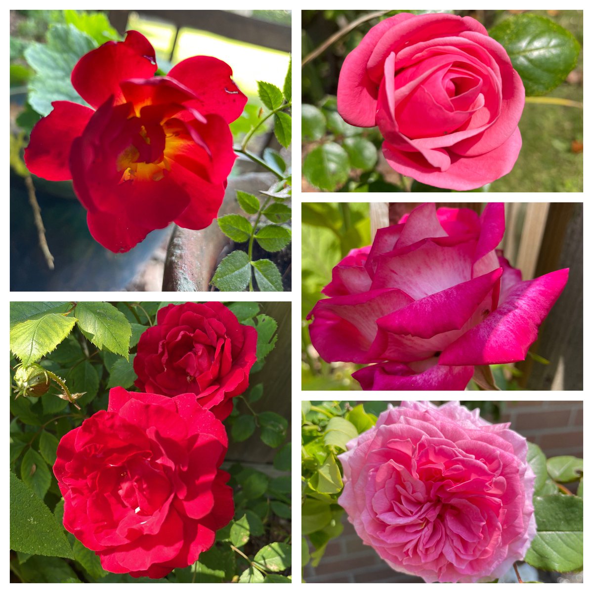 susanjanegray's tweet photo. #RoseWednesday #roses #gardening #garden https://t.co/Algro1ioqM