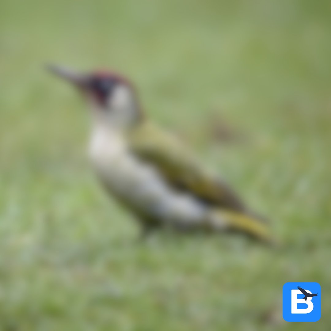 birda_org's tweet photo. It's time for another Wildlife at Speed! What's this blurry bird?π€π€
Comment your guesses below and find out the answer tomorrow!
#birda #naturelovers #whatbird #wildlifeatspeed #birdID #birdidhelp #birding #birdwatching #whatbirdisthis #blurrybird #wildlifewednesday https://t.co/oavwcqgsZJ