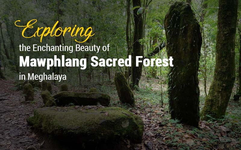ScriptCritical's tweet photo. The Mawphlang Sacred Forest is a captivating testament to the harmonious coexistence of culture and nature. Read into know more....
#Meghalaya #beautiful #northeast #mawphlangsacredforest #beautifulstate #explore

https://t.co/bLxEcaw0Cv https://t.co/ZbVzgsk2PT