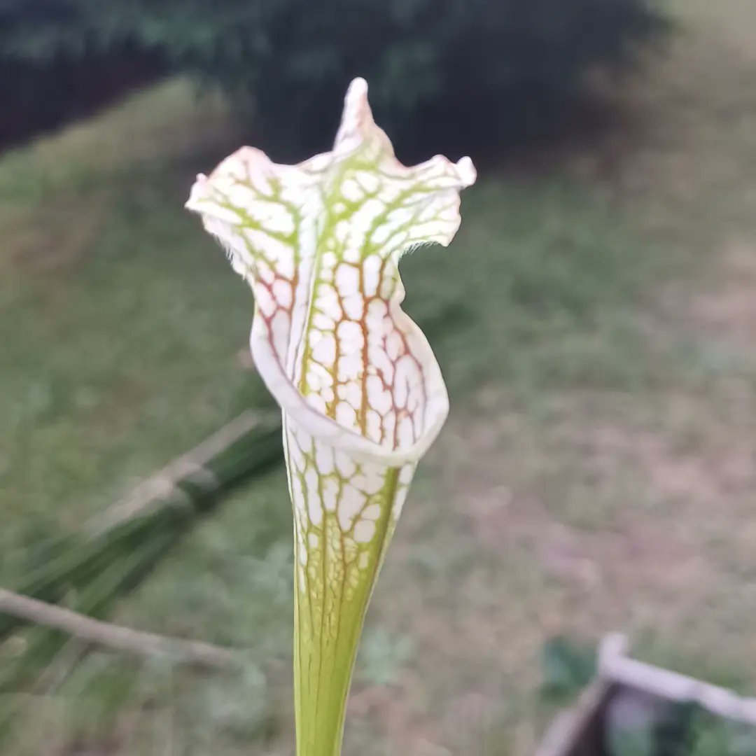 PlantesInfos's tweet photo. Sarracenia Leucophyla x 

#plant #plantecarnivore #plantlover #carnivourousplant https://t.co/BdpcGakPwX