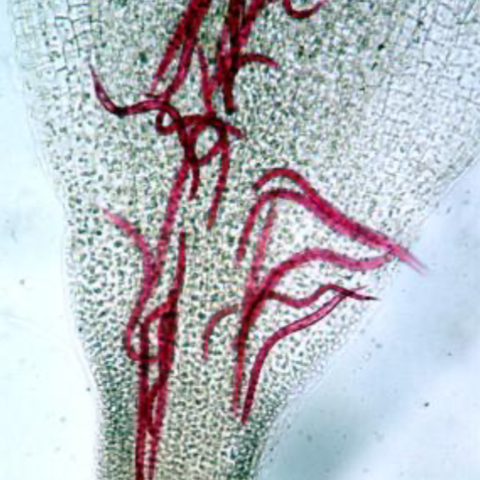 Taking a sutainable approach to #Nematodes management.

An important update on nematodes from the experts at Syngenta

Please read ...

buff.ly/3N2G50P