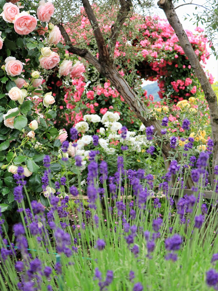 河口湖では薔薇💮が見頃でラベンダーも咲き始めました