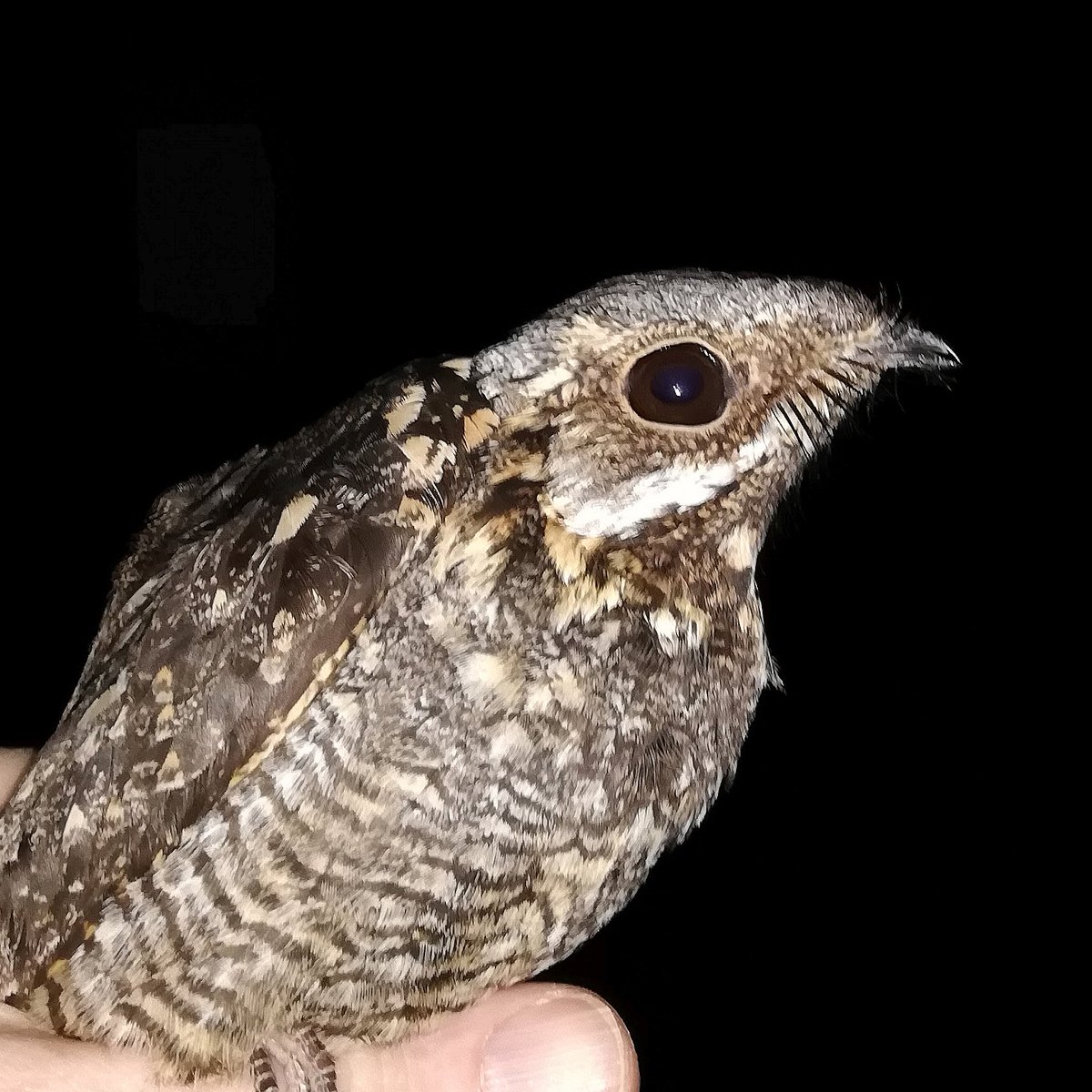Results from <a href="/_BTO/">BTO</a> #Nightjar GPS tagging have revolutionised our understanding of wintering locations and migration routes.  A neat track from autumn 2022 showing where they slow down/stop (Blue) to refuel  &amp; rapidly cross (Orange) the least hospitable habitats. #Springwatch