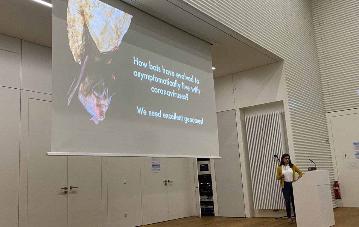 And now @_AriadnaMorales from @LOEWE_TBG and @hillermich lab talks about #bats and viruses. Amazing work! @bat1kgenomes @BatBiology_org