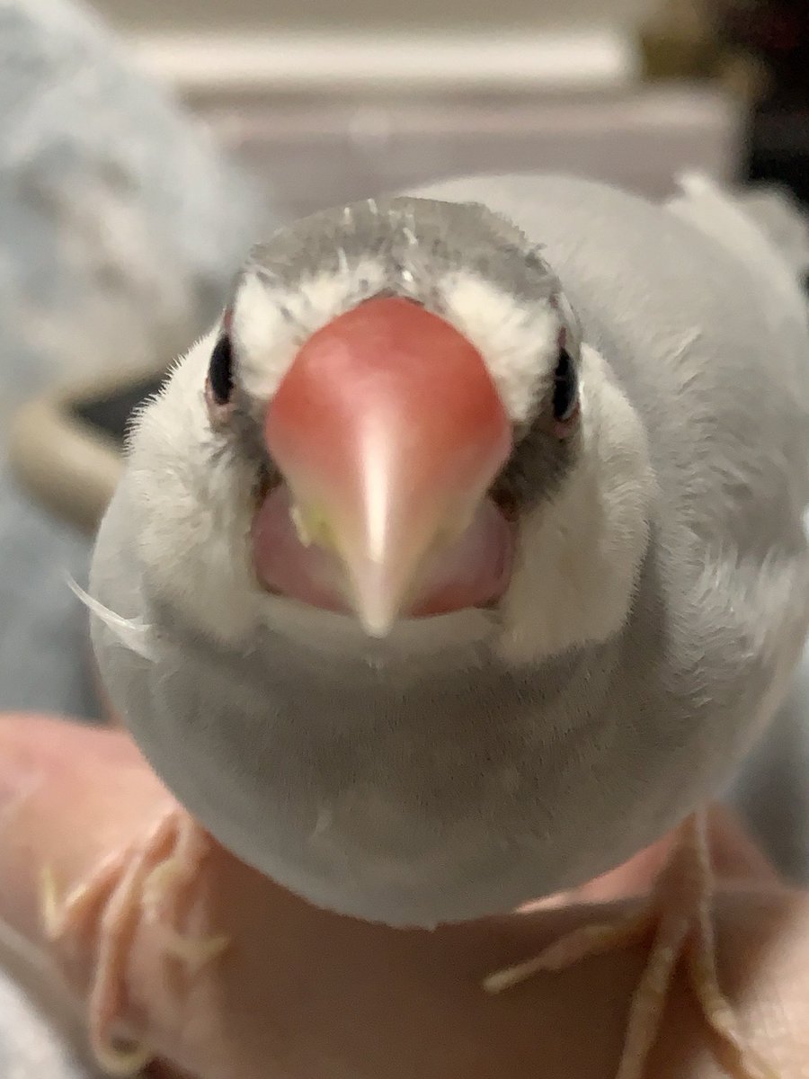 成海屋 tweet media