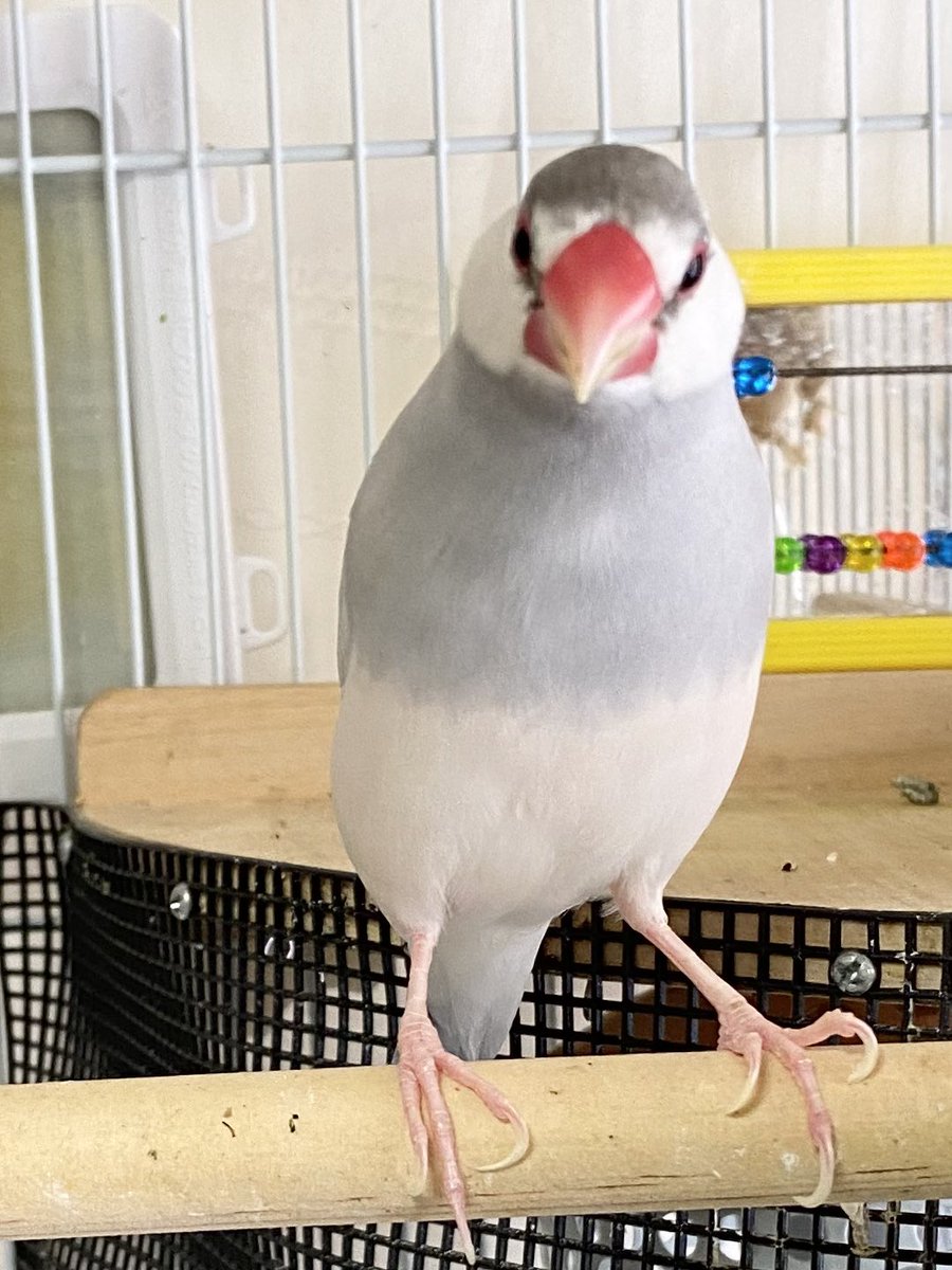 成海屋 tweet media