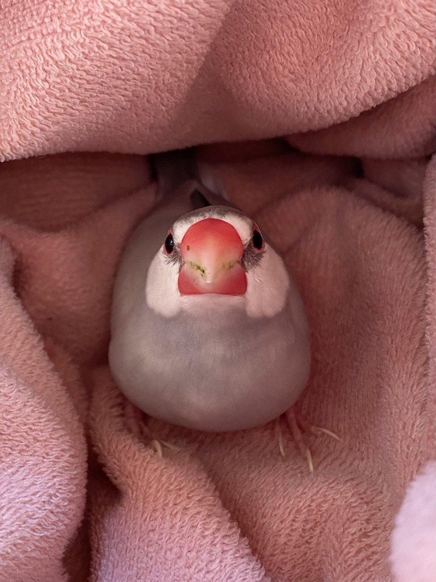 成海屋 tweet media