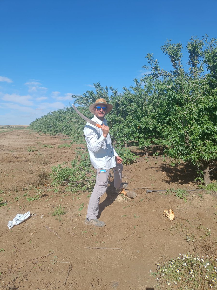 zornoza_raul's tweet photo. Field day under scorching sun to assess #CarbonCapture in #soils and #trees and their relation with soil functionality in superhigh density almond orchards with and without #covercrops in central Spain at #CLIMCOVER project @UPCToficial @CienciaGob https://t.co/So4U1mtS3A