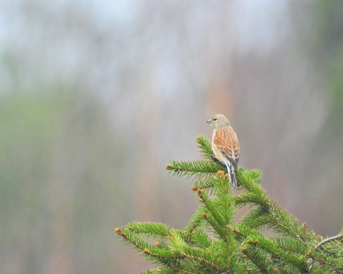 Makolągwa na drzewie iglastym #feather_perfection #nuts_about_nature #best_birds_photography #best_birds_of_ig #bestburdshots #birdlovers #birdwatcher #ptakiwobiektywie #ptakiwokółnas #birds_private #natureinfocus #fotografiaptaków #wildlife #dzikie_kadry #ptak #ptaki